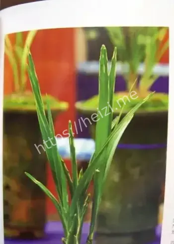 消费升级