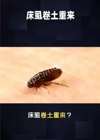 床虱