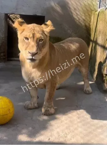 哈尔滨极地公园